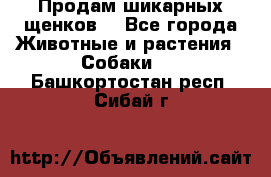 Продам шикарных щенков  - Все города Животные и растения » Собаки   . Башкортостан респ.,Сибай г.